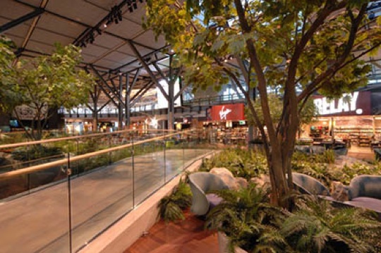 Walkway inside the airport with trees and ferns on either side.